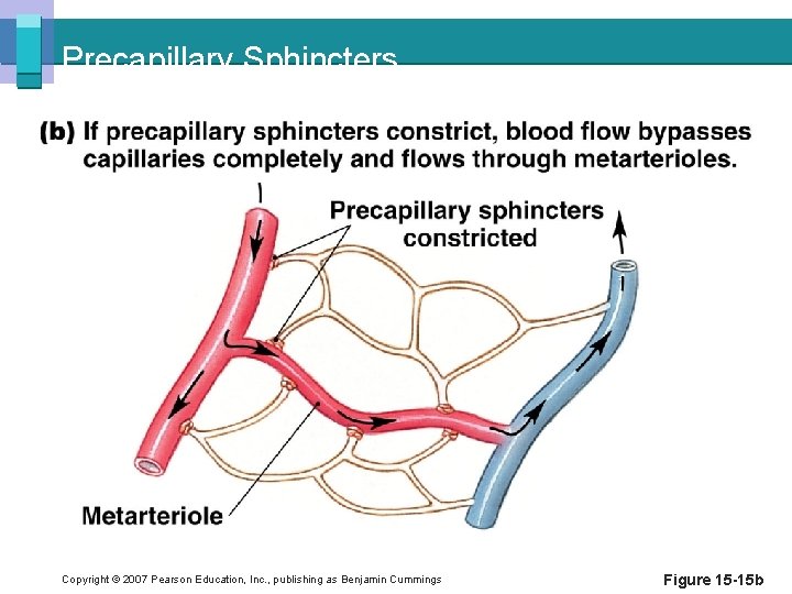 Precapillary Sphincters Copyright © 2007 Pearson Education, Inc. , publishing as Benjamin Cummings Figure