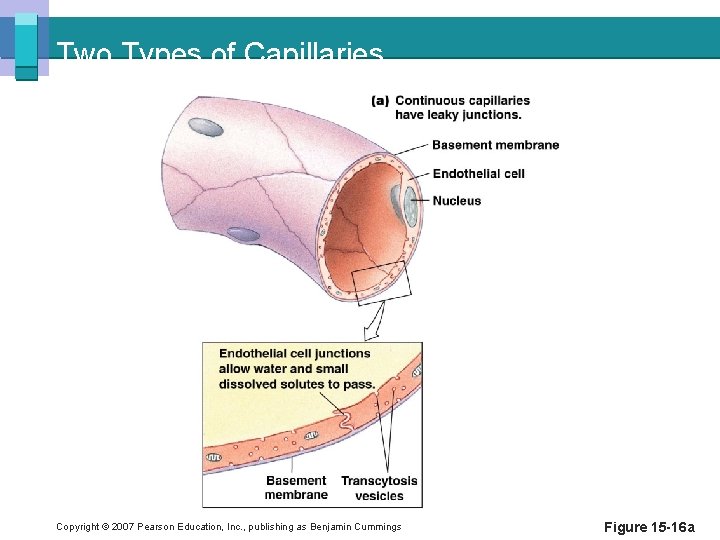 Two Types of Capillaries Copyright © 2007 Pearson Education, Inc. , publishing as Benjamin