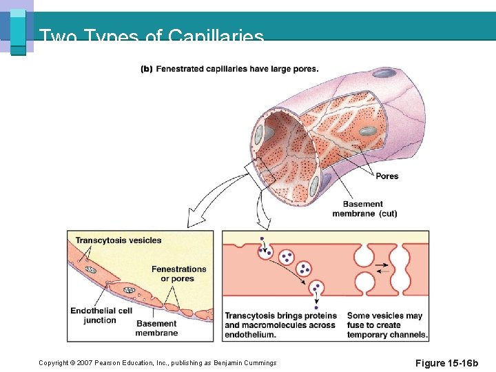 Two Types of Capillaries Copyright © 2007 Pearson Education, Inc. , publishing as Benjamin