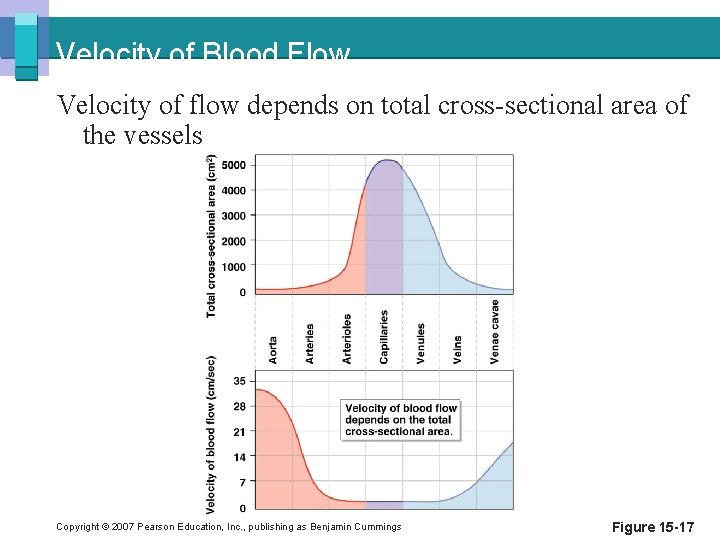 Velocity of Blood Flow Velocity of flow depends on total cross-sectional area of the