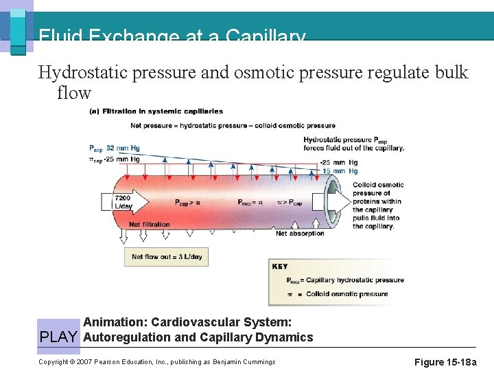 Fluid Exchange at a Capillary Hydrostatic pressure and osmotic pressure regulate bulk flow PLAY