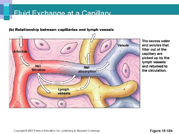 Fluid Exchange at a Capillary Copyright © 2007 Pearson Education, Inc. , publishing as