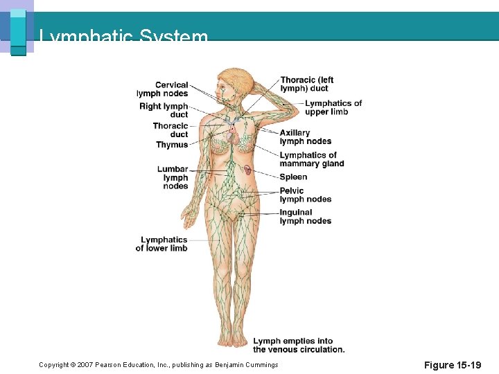 Lymphatic System Copyright © 2007 Pearson Education, Inc. , publishing as Benjamin Cummings Figure