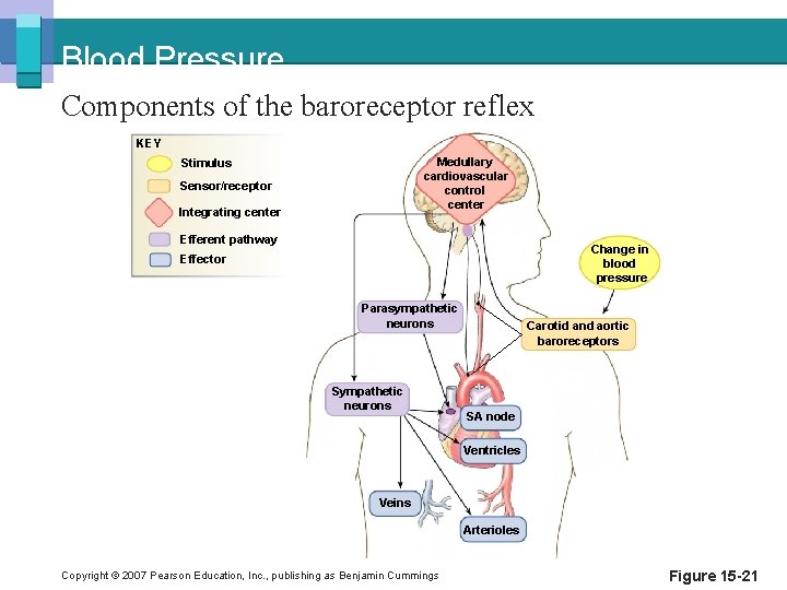 Blood Pressure Components of the baroreceptor reflex KEY Medullary cardiovascular control center Stimulus Sensor/receptor