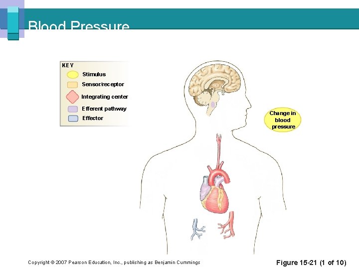 Blood Pressure KEY Stimulus Sensor/receptor Integrating center Efferent pathway Effector Copyright © 2007 Pearson