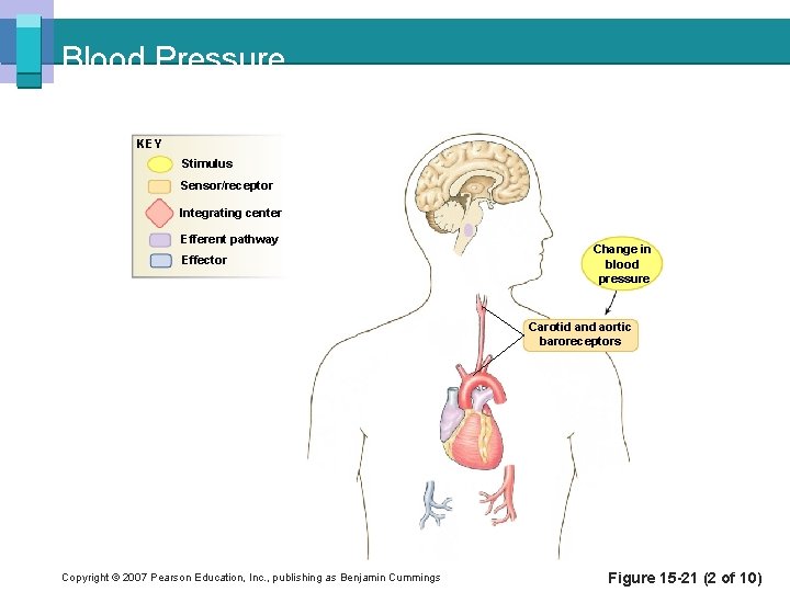 Blood Pressure KEY Stimulus Sensor/receptor Integrating center Efferent pathway Effector Change in blood pressure