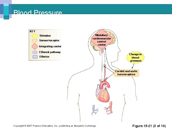 Blood Pressure KEY Stimulus Sensor/receptor Integrating center Medullary cardiovascular control center Efferent pathway Effector