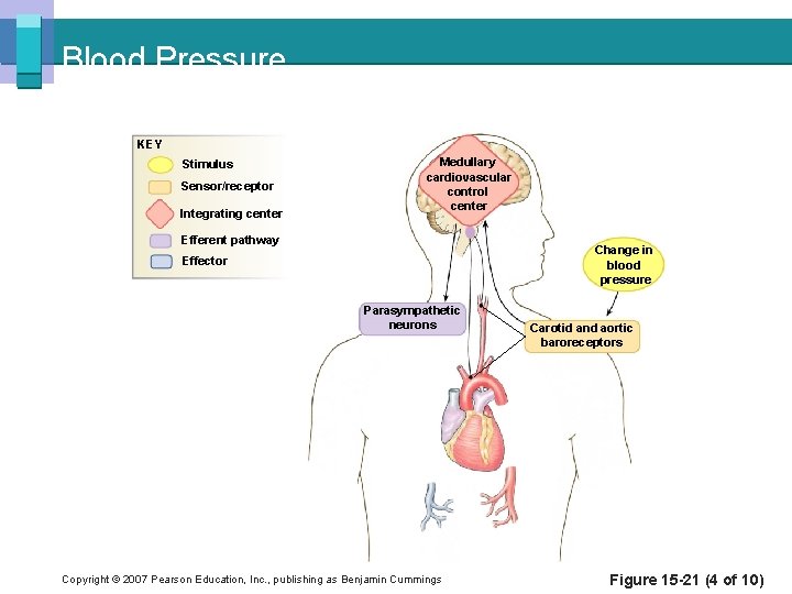 Blood Pressure KEY Stimulus Sensor/receptor Integrating center Medullary cardiovascular control center Efferent pathway Change