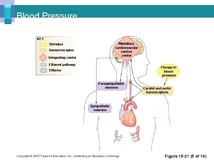 Blood Pressure KEY Medullary cardiovascular control center Stimulus Sensor/receptor Integrating center Efferent pathway Change