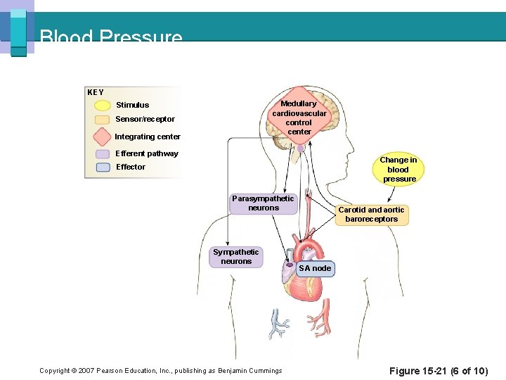 Blood Pressure KEY Medullary cardiovascular control center Stimulus Sensor/receptor Integrating center Efferent pathway Change