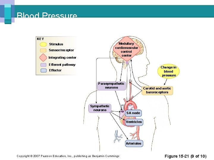 Blood Pressure KEY Medullary cardiovascular control center Stimulus Sensor/receptor Integrating center Efferent pathway Change