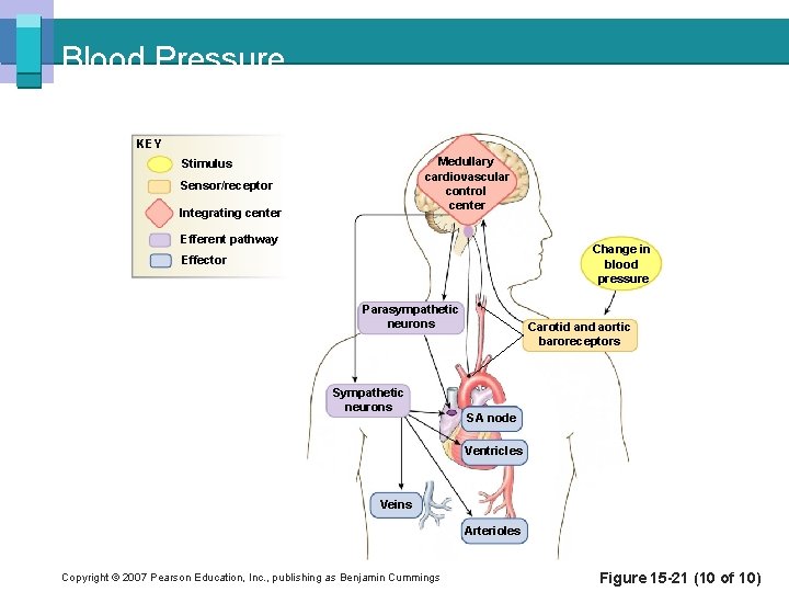 Blood Pressure KEY Medullary cardiovascular control center Stimulus Sensor/receptor Integrating center Efferent pathway Change