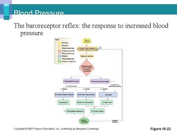 Blood Pressure The baroreceptor reflex: the response to increased blood pressure Copyright © 2007