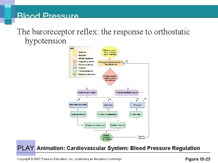 Blood Pressure The baroreceptor reflex: the response to orthostatic hypotension PLAY Animation: Cardiovascular System: