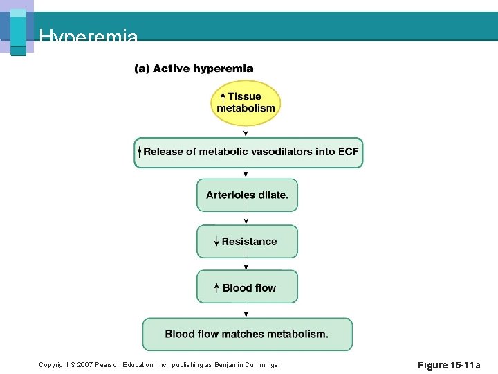 Hyperemia Copyright © 2007 Pearson Education, Inc. , publishing as Benjamin Cummings Figure 15
