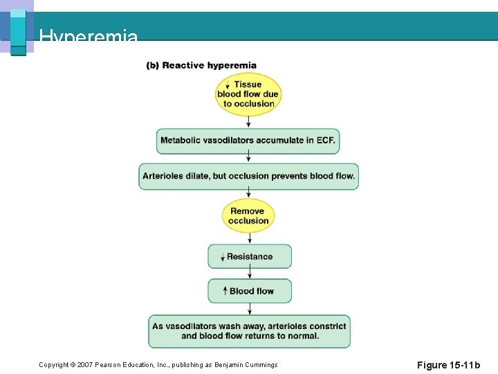 Hyperemia Copyright © 2007 Pearson Education, Inc. , publishing as Benjamin Cummings Figure 15