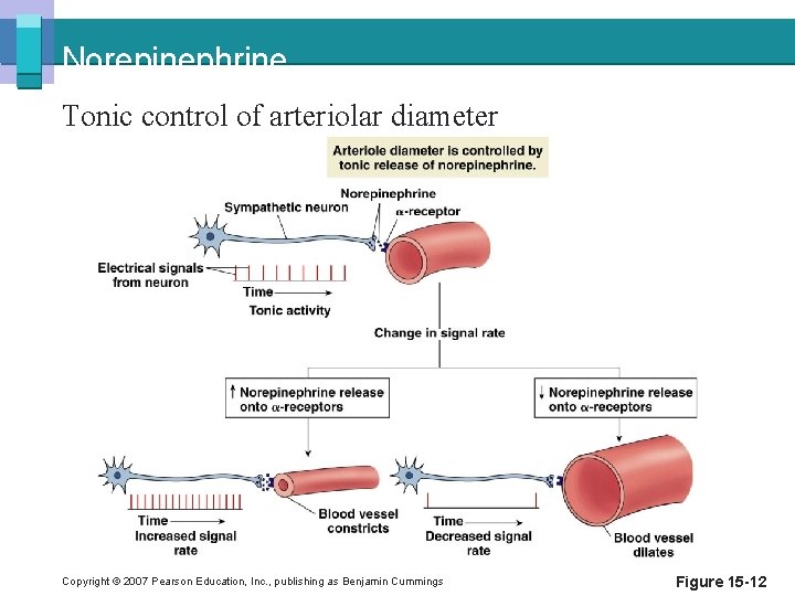 Norepinephrine Tonic control of arteriolar diameter Copyright © 2007 Pearson Education, Inc. , publishing