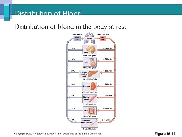 Distribution of Blood Distribution of blood in the body at rest Copyright © 2007