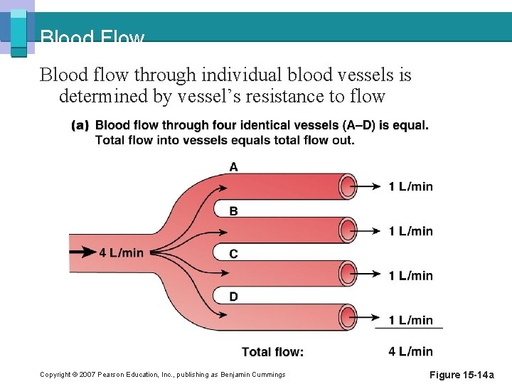 Blood Flow Blood flow through individual blood vessels is determined by vessel’s resistance to