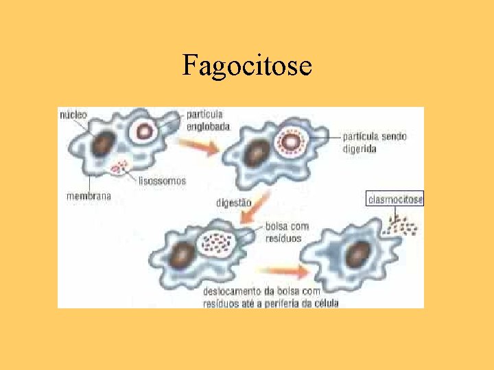 Fagocitose 