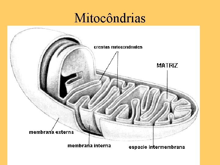 Mitocôndrias 