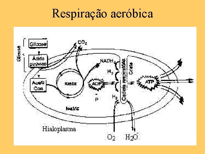 Respiração aeróbica 