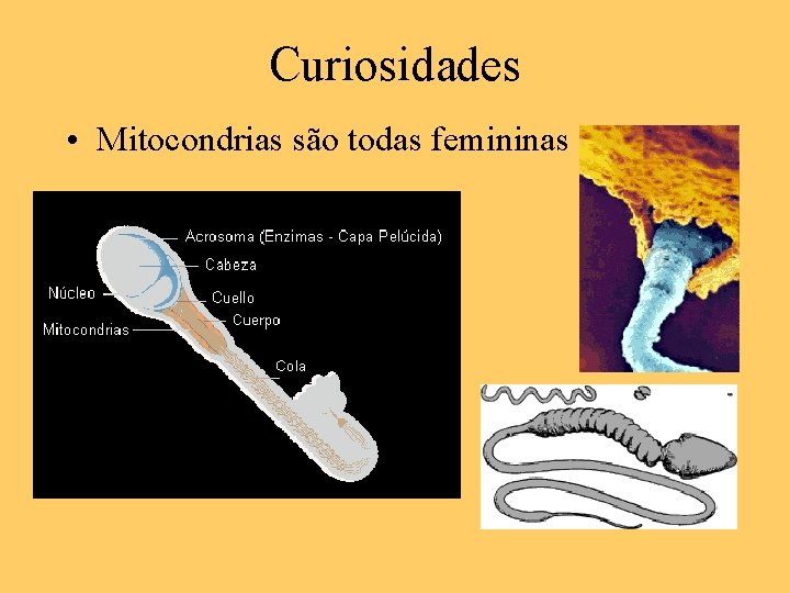 Curiosidades • Mitocondrias são todas femininas 