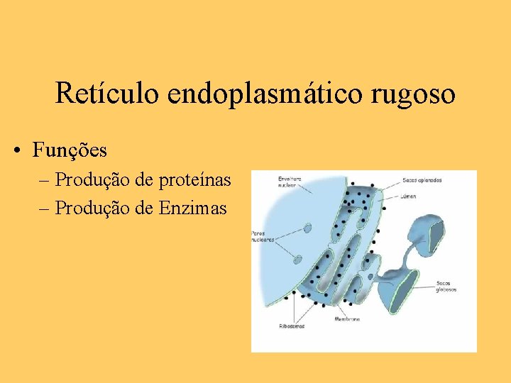 Retículo endoplasmático rugoso • Funções – Produção de proteínas – Produção de Enzimas 