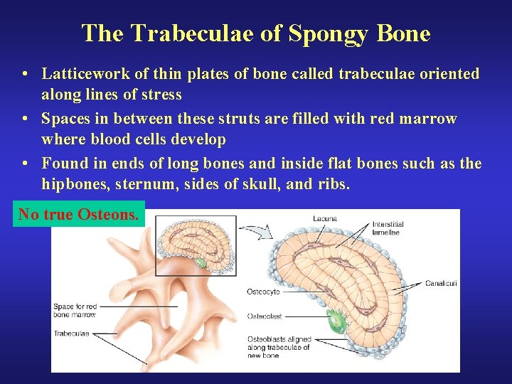 The Trabeculae of Spongy Bone • Latticework of thin plates of bone called trabeculae The Trabeculae of Spongy Bone • Latticework of thin plates of bone called trabeculae