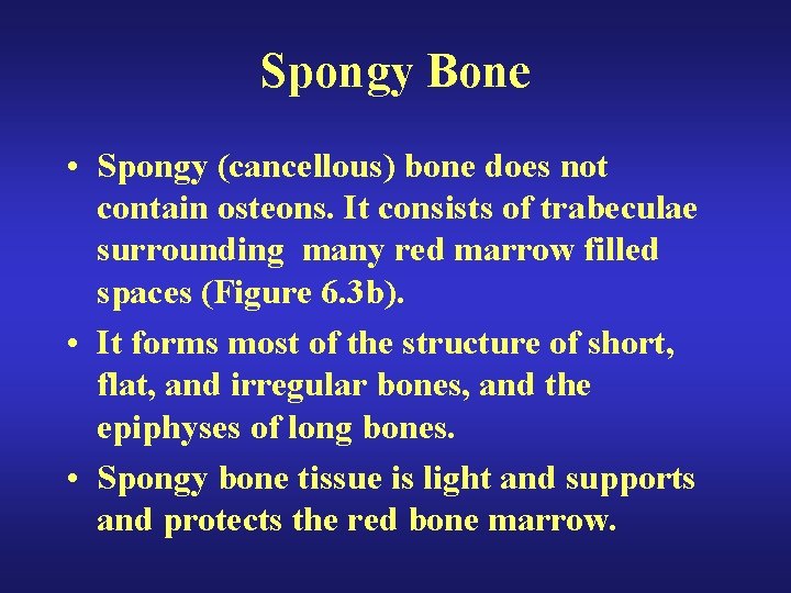 Spongy Bone • Spongy (cancellous) bone does not contain osteons. It consists of trabeculae Spongy Bone • Spongy (cancellous) bone does not contain osteons. It consists of trabeculae