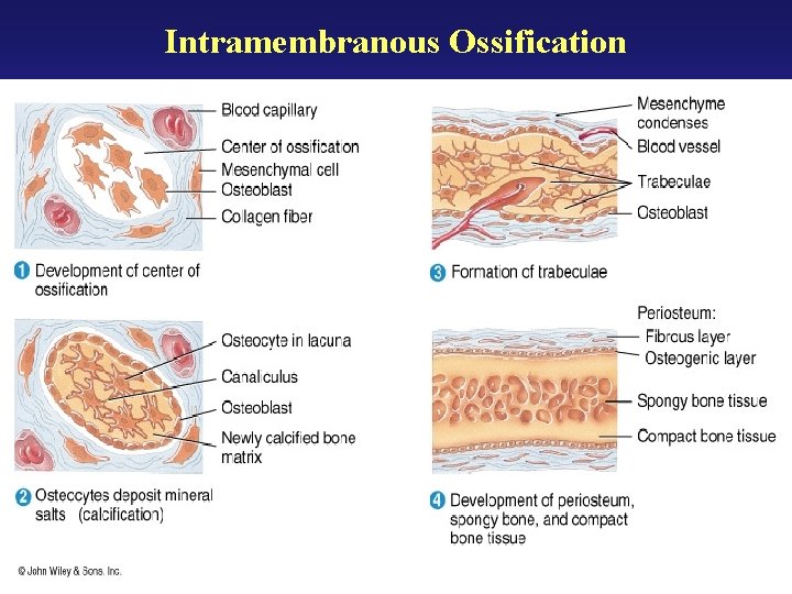 Intramembranous Ossification Intramembranous Ossification