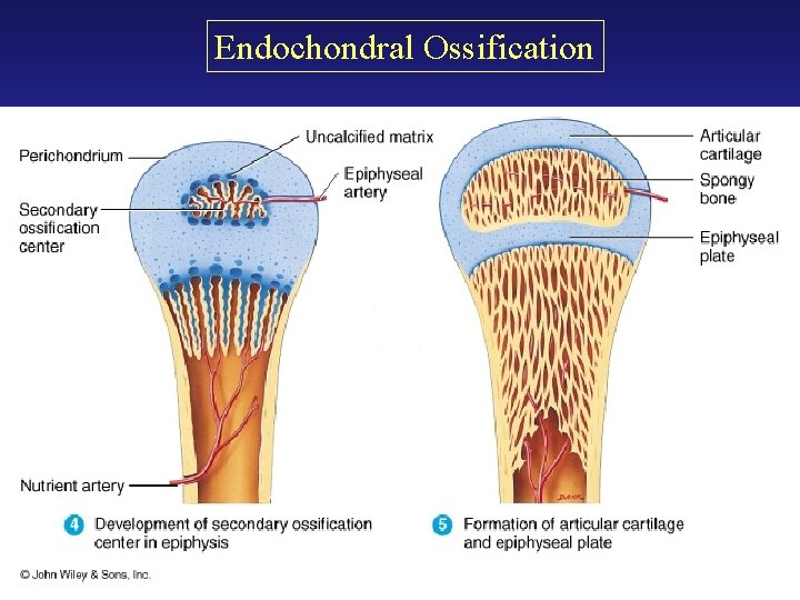 Endochondral Ossification Endochondral Ossification