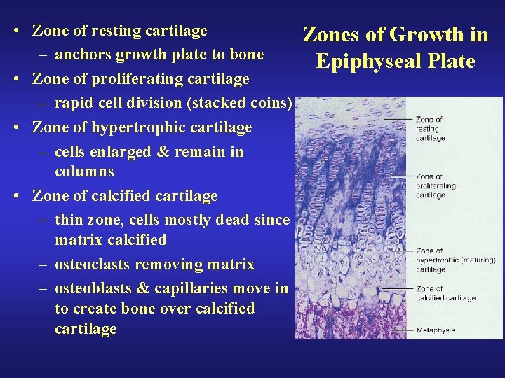 • Zone of resting cartilage – anchors growth plate to bone • Zone • Zone of resting cartilage – anchors growth plate to bone • Zone