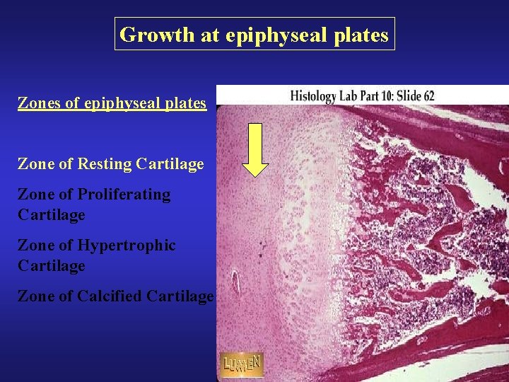 Growth at epiphyseal plates Zones of epiphyseal plates Zone of Resting Cartilage Zone of Growth at epiphyseal plates Zones of epiphyseal plates Zone of Resting Cartilage Zone of