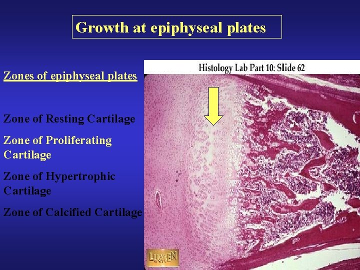 Growth at epiphyseal plates Zones of epiphyseal plates Zone of Resting Cartilage Zone of Growth at epiphyseal plates Zones of epiphyseal plates Zone of Resting Cartilage Zone of