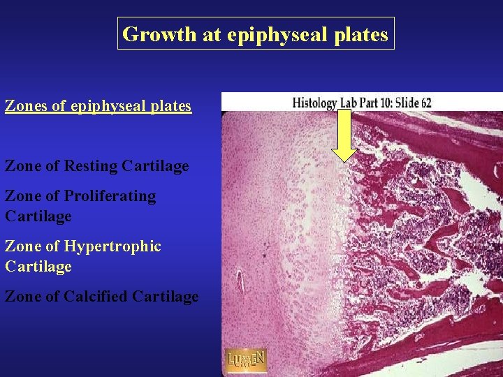 Growth at epiphyseal plates Zones of epiphyseal plates Zone of Resting Cartilage Zone of Growth at epiphyseal plates Zones of epiphyseal plates Zone of Resting Cartilage Zone of