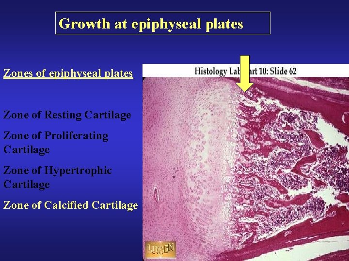 Growth at epiphyseal plates Zones of epiphyseal plates Zone of Resting Cartilage Zone of Growth at epiphyseal plates Zones of epiphyseal plates Zone of Resting Cartilage Zone of