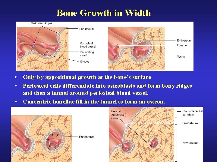 Bone Growth in Width • Only by appositional growth at the bone’s surface • Bone Growth in Width • Only by appositional growth at the bone’s surface •