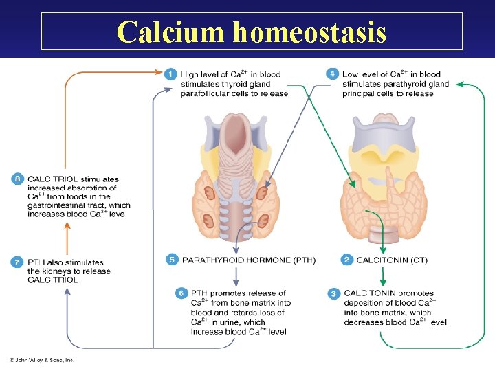 Calcium homeostasis Calcium homeostasis