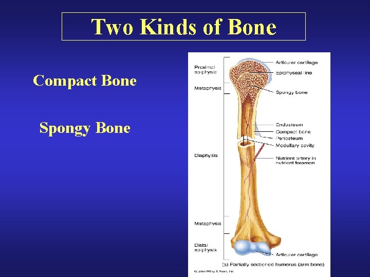 Two Kinds of Bone Compact Bone Spongy Bone Two Kinds of Bone Compact Bone Spongy Bone