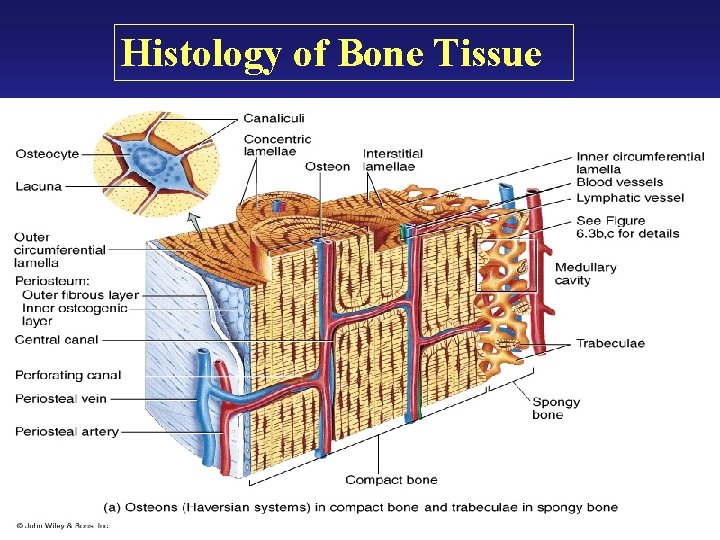 Histology of Bone Tissue Histology of Bone Tissue