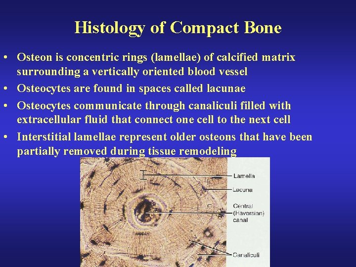 Histology of Compact Bone • Osteon is concentric rings (lamellae) of calcified matrix surrounding Histology of Compact Bone • Osteon is concentric rings (lamellae) of calcified matrix surrounding