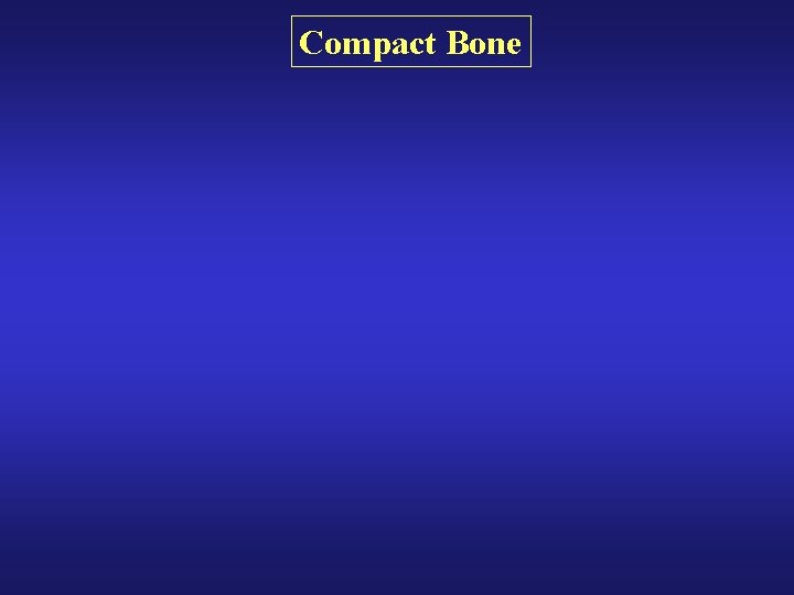 Compact Bone Compact Bone