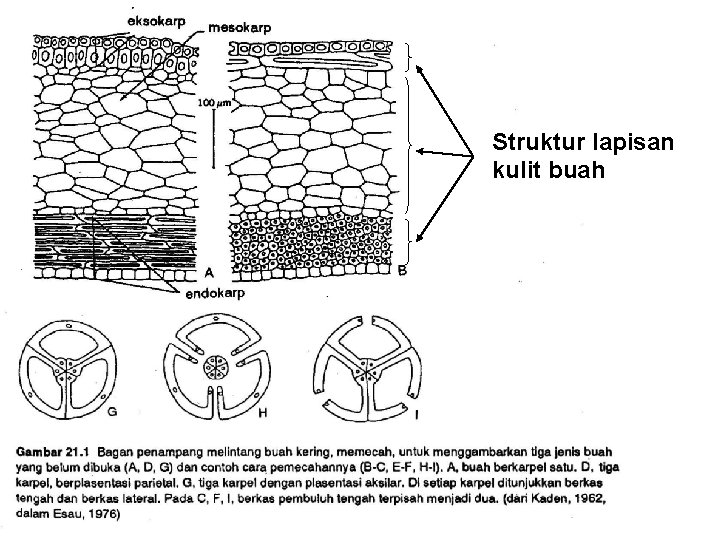 Struktur lapisan kulit buah 