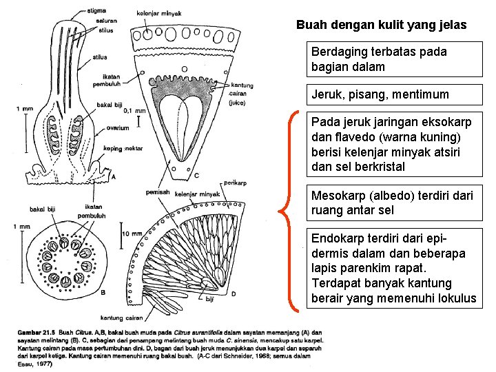 Buah dengan kulit yang jelas Berdaging terbatas pada bagian dalam Jeruk, pisang, mentimum Pada