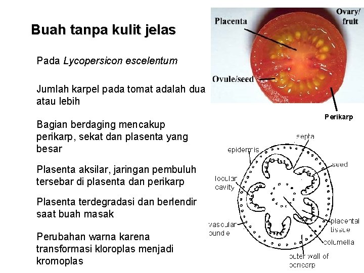 Buah tanpa kulit jelas Pada Lycopersicon escelentum Jumlah karpel pada tomat adalah dua atau