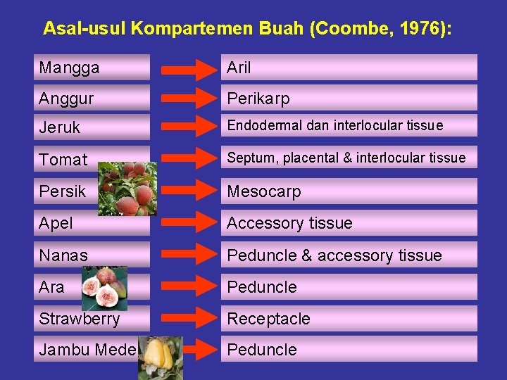 Asal-usul Kompartemen Buah (Coombe, 1976): Mangga Aril Anggur Perikarp Jeruk Endodermal dan interlocular tissue