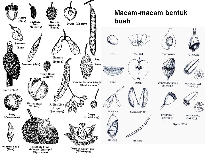 Macam-macam bentuk buah 