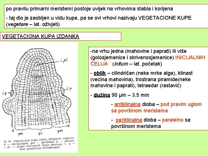 po pravilu primarni meristemi postoje uvijek na vrhovima stabla i korijena - taj dio