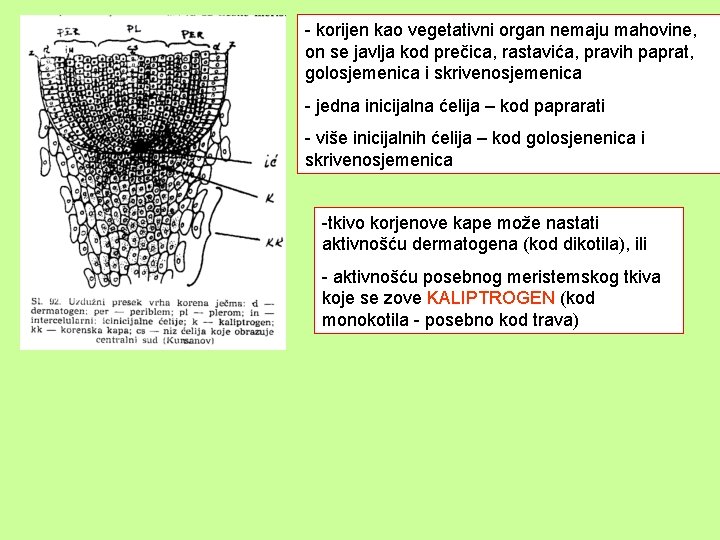 - korijen kao vegetativni organ nemaju mahovine, on se javlja kod prečica, rastavića, pravih